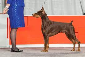 See more ideas about doberman doberman pinscher on instagram: Doberman Pinscher Dog Breed Information