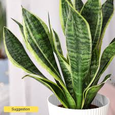 Image result for Tristachya superba