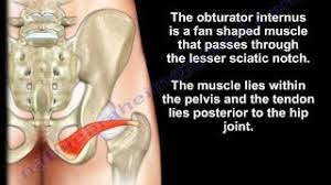 Anatomy Of The Obturator Internus Muscle Everything You Need To Know Dr Nabil Ebraheim Youtube