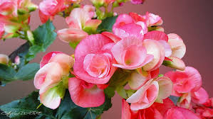 صور ورد و صور زهور من أجمل و أندر الورود من جميع أنحاء العالم مع خلفيات hd بفبوف rose flowers plants