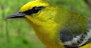 Black Bird With Yellow Stripe On Wing Blue Winged Warbler Yellow Head And Underside Pale Blue Wings With Two White Bars Black Eye Stripe Blue Wings Blue Birds