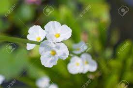 Train mandevilla vines around structures, such as obelisks, trellises, arbors, or pergolas, to maintain a more tidy appearance. Flowers White Water Plants Burhead Texas Mud Baby Stock Photo Picture And Royalty Free Image Image 58419586