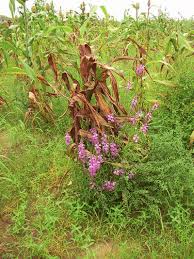 Image result for Striga asiatica