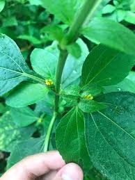 Image result for Synedrella nodiflora