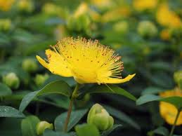 Check spelling or type a new query. Nomi E Immagini Di 16 Fantastici Fiori Gialli Da Giardino E Balcone