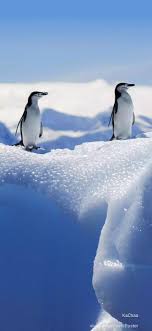 Pin By Nadya Live On Birds 720x1280 Hd Wallpaper In 2020 Animals Beautiful Animals Amazing Marine Animals