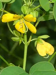 Image result for Senna tora