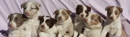 Great dogs and puppies for working farms with sheep and cattle as well as agility and performance events, shows, news, photographs all here in the heartland of our lancaster county kennel. Abca Red Border Collie Puppies In Alabama