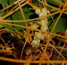 Image result for Cuscuta australis