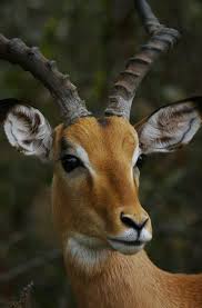 Impala Animals Nature Animals Animals Beautiful