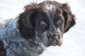 Explore deutscher wachtelhund life span data with pictures, origin and history. Deutscher Wachtelhund Charakter Haltung Zucht Markt De