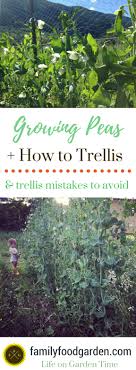 growing sugar snap peas shell peas snow peas family food garden snap peas garden pea trellis growing snow peas