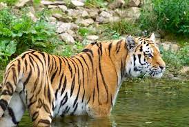 There are more than 15,000 known plants here, with many more species yet to be discovered. Indonesia Animals And Plants Kidcyber
