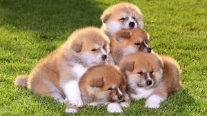Once bred as guard dogs, they can be defensive around other dogs or people, but they're smart and can be trained to be social. Akita Puppies For Sale At Petsyoulike Youtube