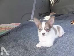To advance this breed to a state of similarity throughout the world; Chihuahua Puppies Dayton Ohio Petsidi