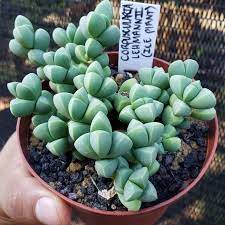 On Instagram Corpuscularia Lehmannii Ice Plant Succulent Mesemb Succulents Bonsai Iceplant Corpuscul Plantas Suculentas Suculentas Plantas