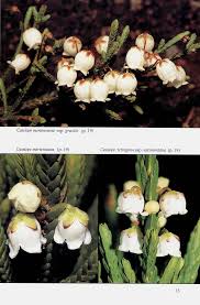Image result for Hirpicium gracile