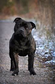 Pin By Caner Karaman On Dogs Bull Terrier Pitbull Terrier Dog Breeds