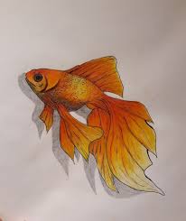 Pet Photography Goldfish Drawing Goldfish Drawing Goldfish Quotes Goldfish Tattoo Goldfish Drawing Cu Goldfish Art Goldfish Watercolor Cool Art Drawings
