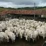 EU Officially Bans Brazilian Meat Exports Amid Regulatory Concerns, Brazil Intensifies Negotiations