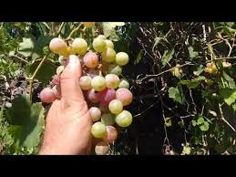 Youtube Uzum Vine