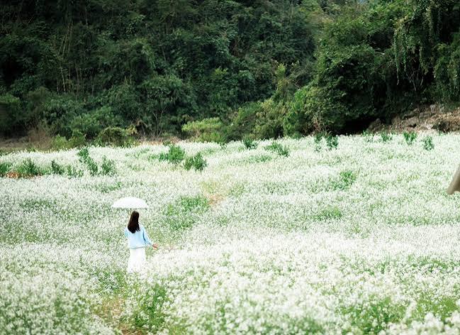 Hoa cải trắng bạt ng&agrave;n Mộc Ch&acirc;u, du kh&aacute;ch khắp nơi đổ về chụp ảnh | B&aacute;o D&acirc;n  tr&iacute;