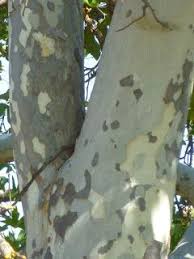 Peeling Bark Patchwork Of Divided Western Sycamore Trunk Park South Grove Park Sycamore