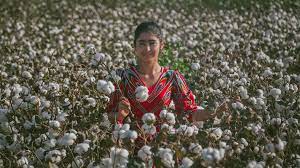 In Xinjiang From Cotton Fields To Cotton Mills Cgtn