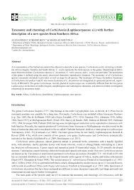 Image result for Lophiocarpus polystachyus