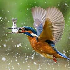 Isn T This A Stunner Repost From Yunuspastutmaz Bird Fish Color Inspiration Wild Birds Photography Bird Photography Wildlife Photography