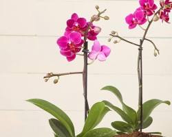 Imagem de Orquídea (planta)
