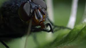 Check spelling or type a new query. Venus Flytrap Pollentation Wonderstruck