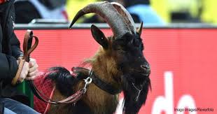 Fc köln zum zehnten geburtstag beschenkt. Geissbock Hennes Ist Vater Geworden Koeln De