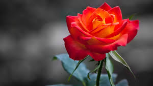 Orange Red Rose Hd Wallpaper For Desktop Rose Flower Wallpaper Beautiful Roses Orange Roses