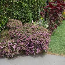 Image result for Cuphea hyssopifolia