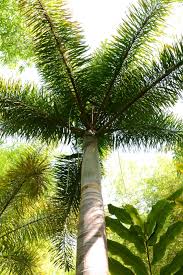 Image result for Wodyetia