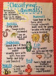 the animal classification anchor chart i made for my first