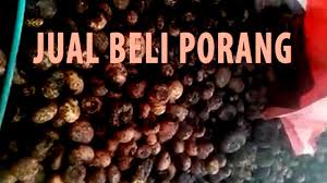 Tapi pabrik porang sendiri, pun di indonesia, sudah berdiri sejak 50 tahun yang lalu. Jual Beli Porang Pekanbaru Riau 0822 8115 0149 Elytani Sukses Youtube