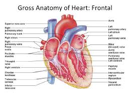 Heart