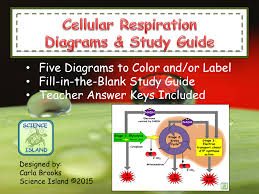 Cellular Respiration Diagrams And Study Guide Science Diagrams Biology Photosynthesis Cellular Respiration