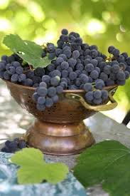 French Kissed Page 19 Grapes Fruit Wine Vineyards