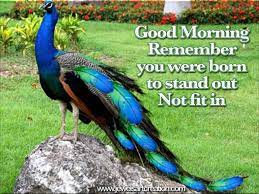 Maybe you would like to learn more about one of these? Morning Pictures Good Morning Comments Good Morning Graphics Peacock Graphics Standing Out Good Morning Morning Pictures Best