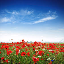 Yay for four day weekends! Poppies On A Bright Sunny Day Photograph By Alxpin