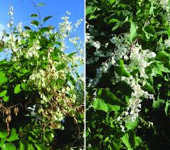 Image result for Fallopia baldschuanica