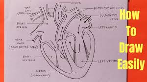 A professionally created artery vein diagram template like this one here doesn't only assist educational purposes, but also help the formal medical conference. How To Draw Human Heart Diagram In Easy Way Step By Step Youtube