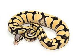 Pastel Desert Ghost Ball Python Snake Lovers Cute Snake