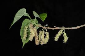 Image result for Morus