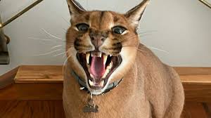 Why Do People Keep Caracals As Pets? In Every Video I Get Recommended They  Always Look So Hostile. : R/Cats