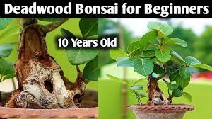 Bonsai Time Lapse Years Youtube