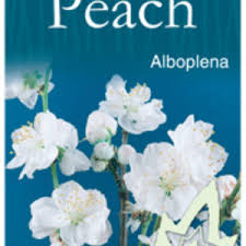 This gorgeous vintage botanical by joseph prestele is printed on a heavy glossy paper and its just as smooth and flat as the day it was printed a quarter century ago. Prunus Persica Alboplena White Flowering Peach Blerick Tree Farm